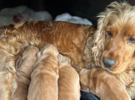 Show type, cocker, spaniel puppies