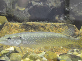 14&rdquo; northern pike for sale