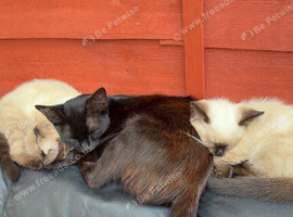2 Siamese kittens