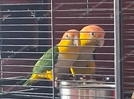 Breeding pair of caiques with cage ect.