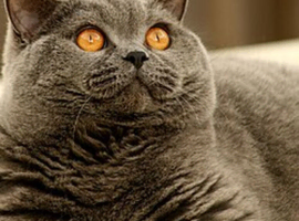 Active male British shorthair