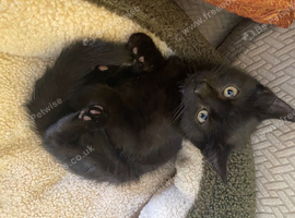 Beautiful kittens