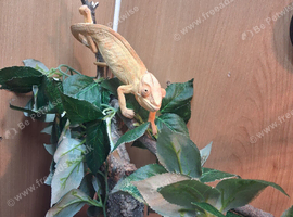 Panther Chameleon
