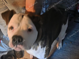 American bulldog pup