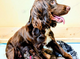 Beautiful Sprocker puppies looking for a loving home