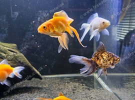 Fancy goldfish for sale