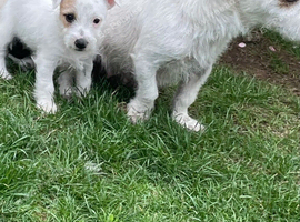 Jack Russell