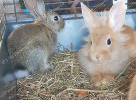 Stunning boy lionhead rabbit
