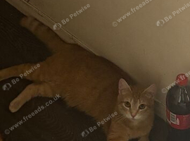 Ginger female cat