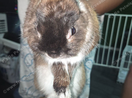 Baby rabbits