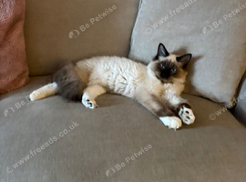 8 Month old male ragdoll kitten