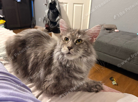 Sweet Laila looking for her forever home