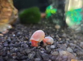 Baby pink ramshorn snails