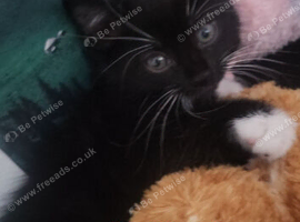Adorable rare tuxedo kittens needing homes