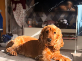 16 month old show cocker spaniel