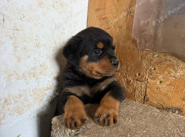 Rottweiler&rsquo;s German pups
