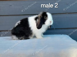 Gorgeous mini lop rabbits ready now
