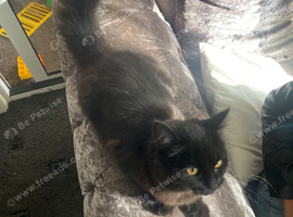 Persian x boy for new home