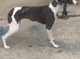 Only one outstanding whippet boy available