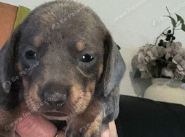 Dachshund