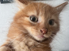 Full ginger kitten boy fluffy