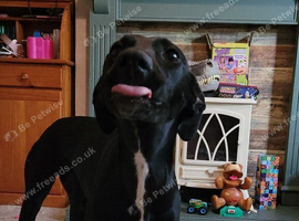 Saluki x lab looking for her new home