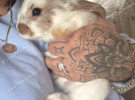 3 beautiful boys left