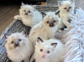 Ragdoll Kittens