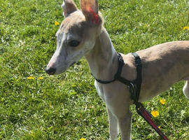 Whippet girl 16 weeks !!!!!