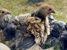 Frizzle Pekin bantam boys