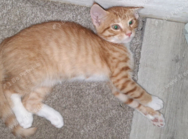 Adorable Ginger kitten ready for his new home