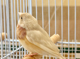 female goldian finch