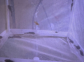 Baby bristlenose plecos
