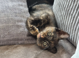 8 weeks old tortoiseshell kitten looking for new family