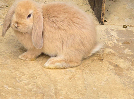 French Lops & Mini Lops Available