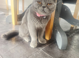 1 year old female British short hair