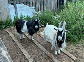 Pygmy billy goats