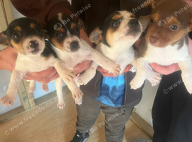 Jack Russell puppys