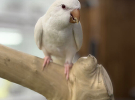 Quaker