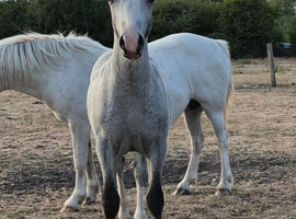 Quality welsh A colt foal
