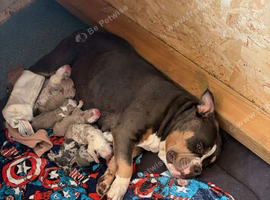 Pocket American Bully Puppies