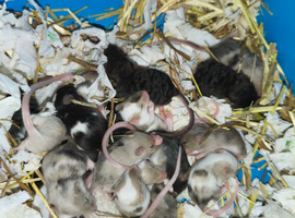 Fancy mice
