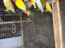 Ringnecks & Lovebirds