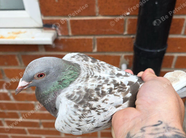 2 racing pigeons