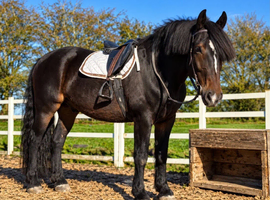 16.2 13year old riding school cob