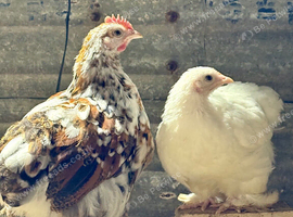 Trio pekin bantams