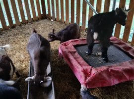 Piggyme goats