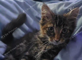 Female,Tabby kitten for sale