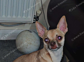 STUD ONLY NOT FOR SALE