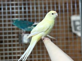 Kakarikis parrot